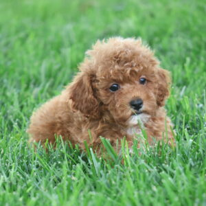 toy poodles for sale PA