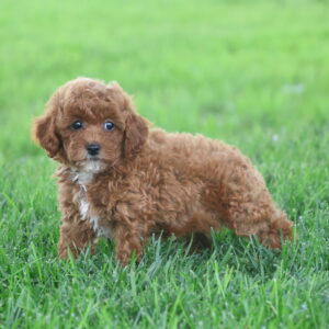 toy poodles near me