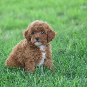 toy poodles near me for sale