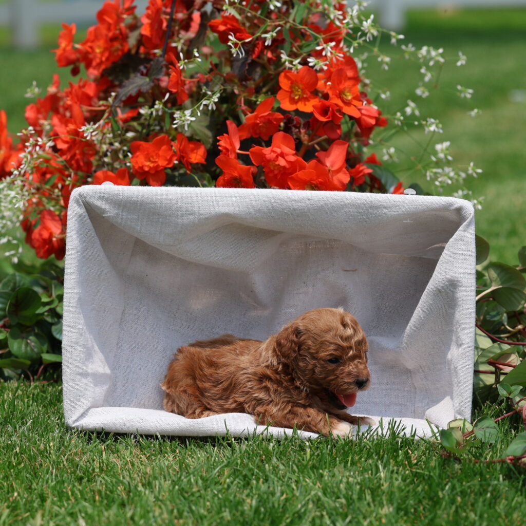toy poodles near me for sale