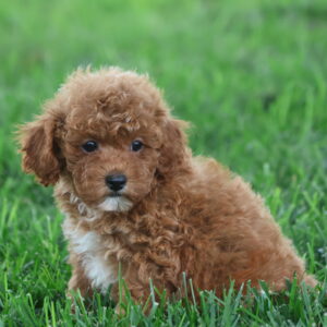 toy poodles near me for sale