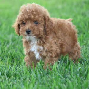 toy poodles near me for sale