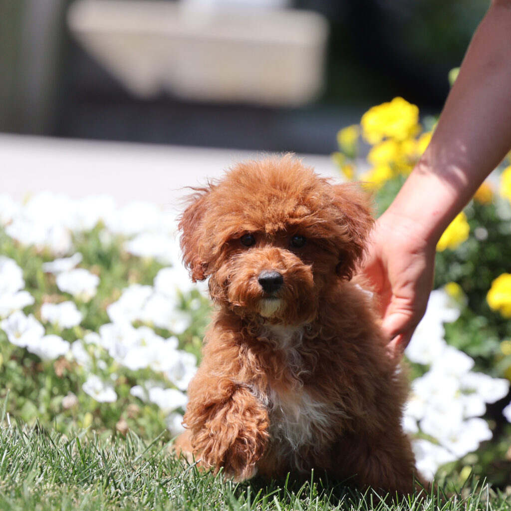 toy poodles near me for sale