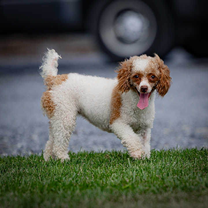 Grace Adult Poodle