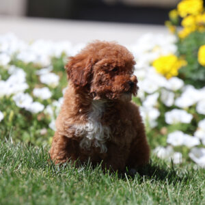Red mini toy poodles