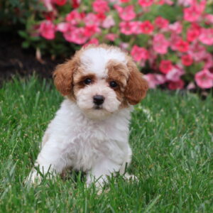 apricot parti poodle