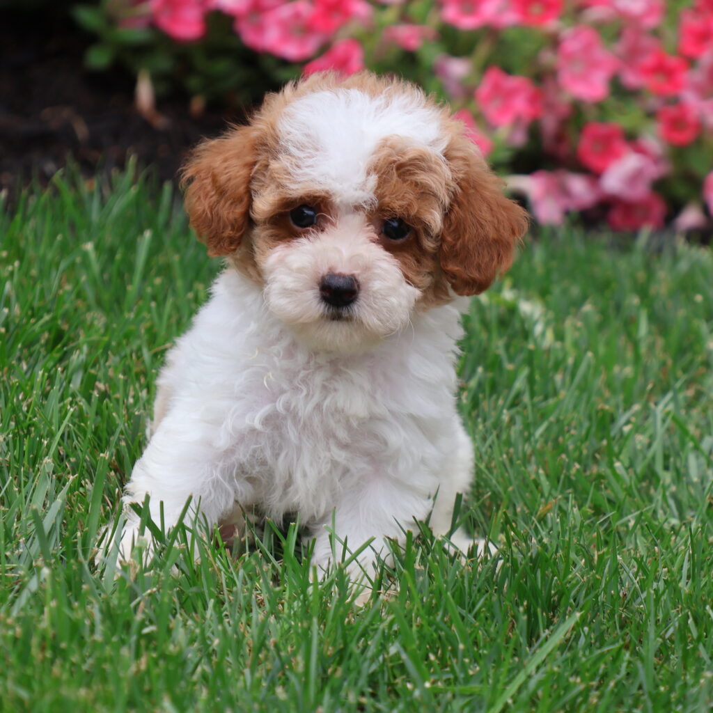 miniature parti poodle
