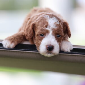 miniature red toy poodle