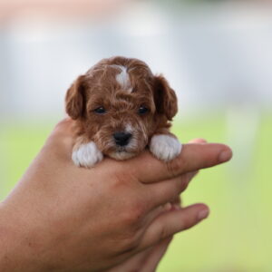 miniature red toy poodle