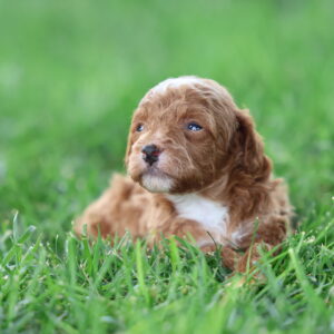 miniature red toy poodle
