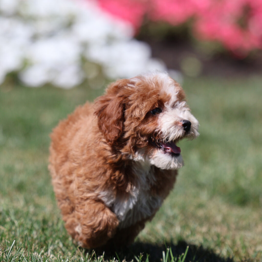 miniature toy poodle