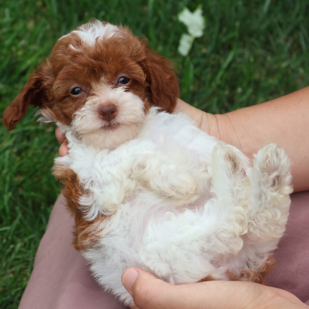 miniature toy poodle