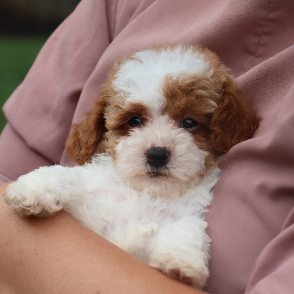 parti poodle