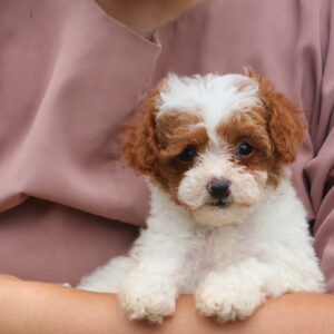 parti poodle