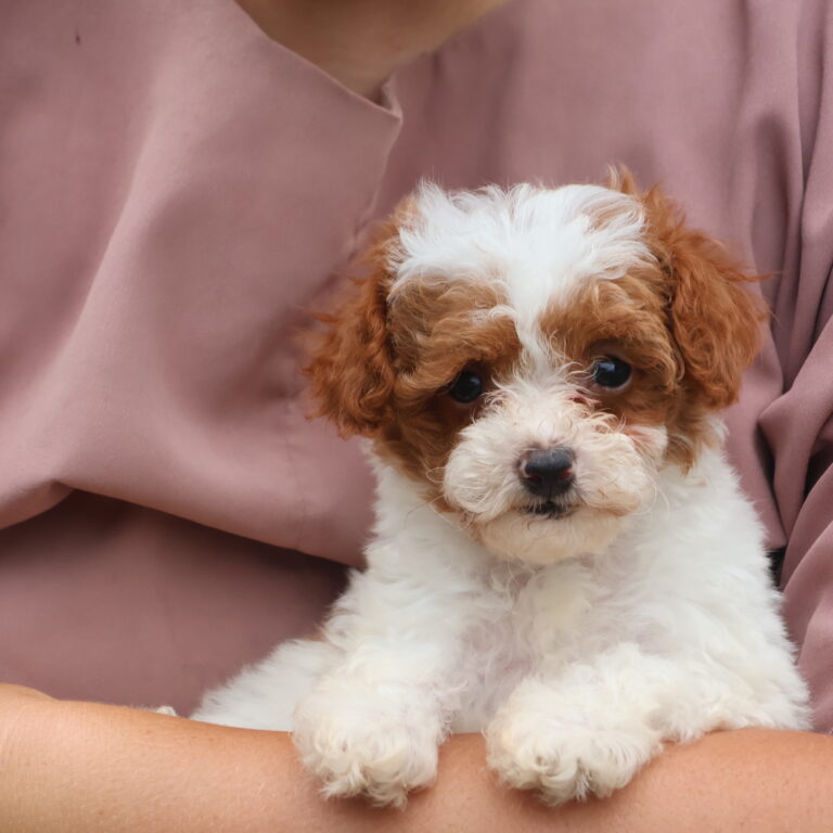 parti poodle