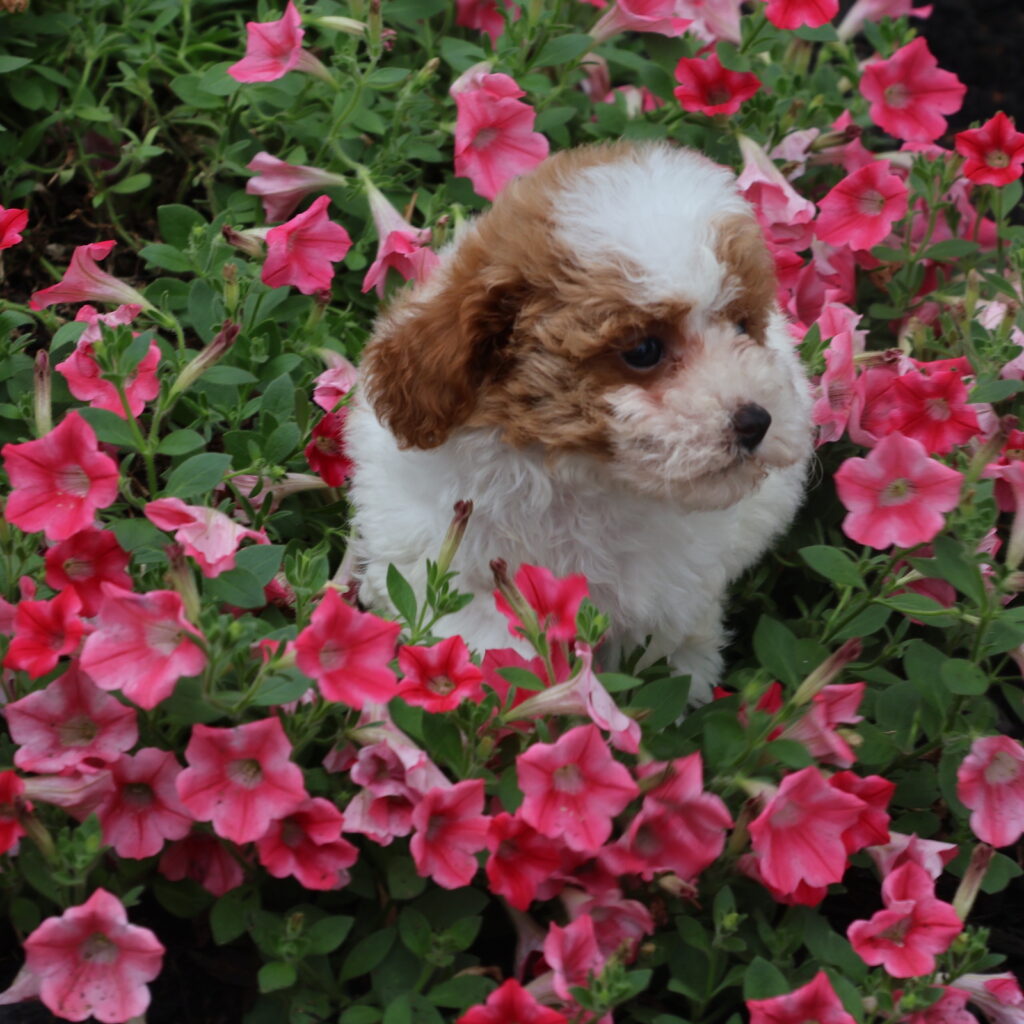 parti poodle for sale