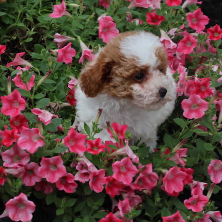 parti poodle for sale