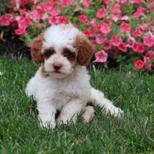 parti poodle puppies