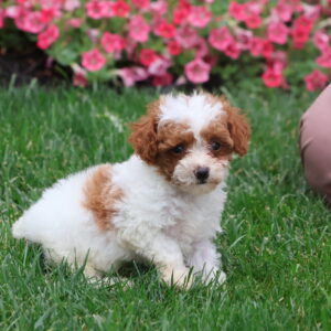 parti poodle puppies
