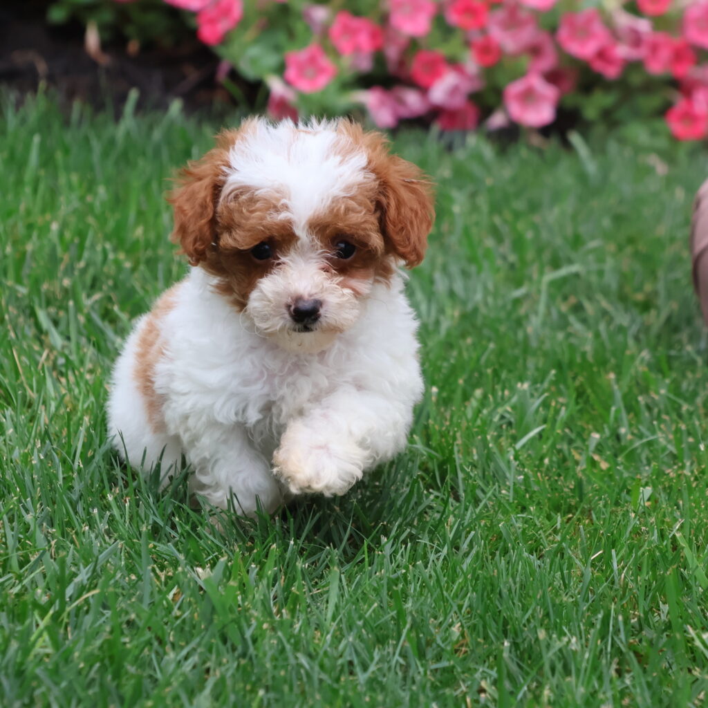 parti poodles