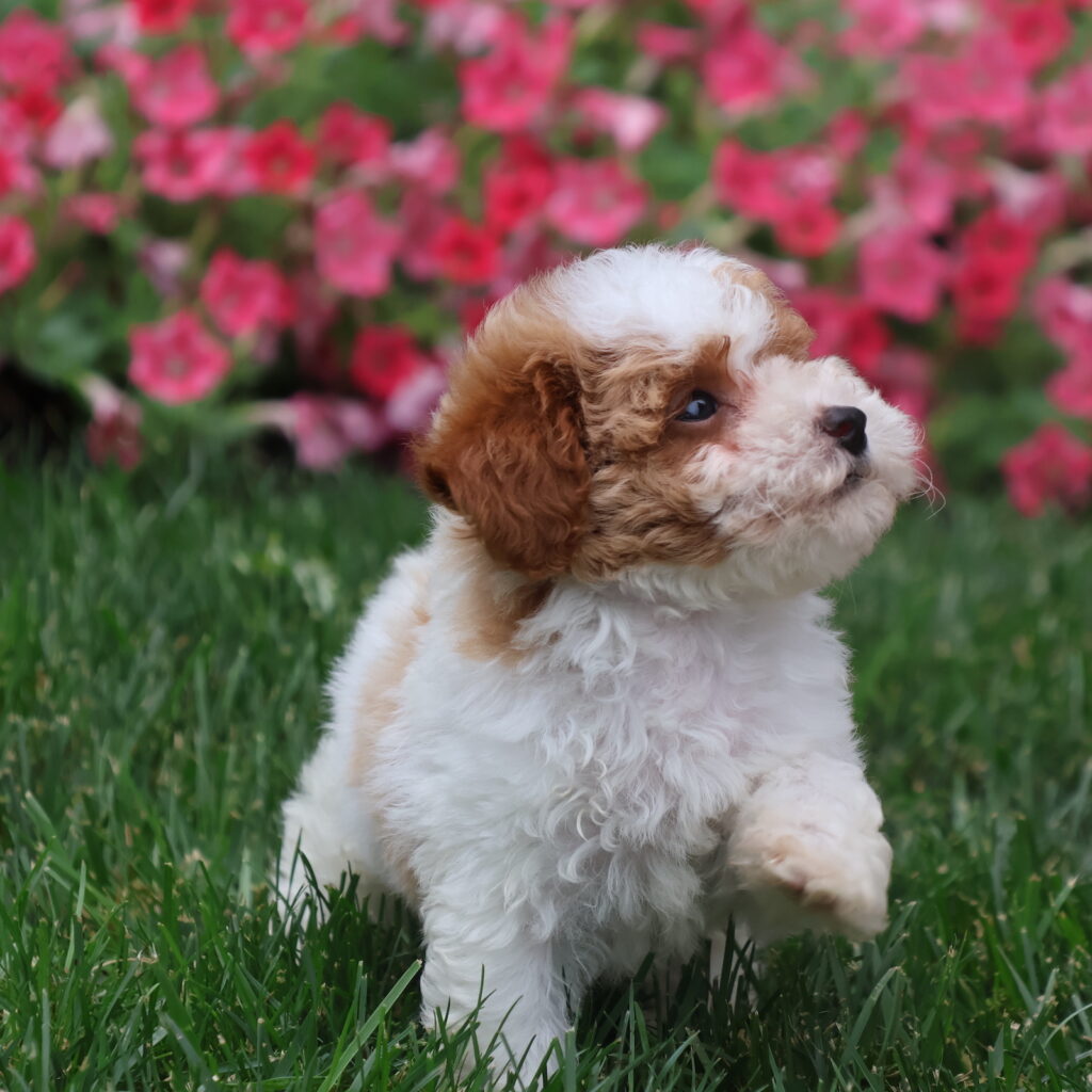 parti poodles for sale