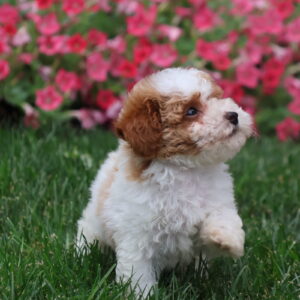 parti poodles for sale