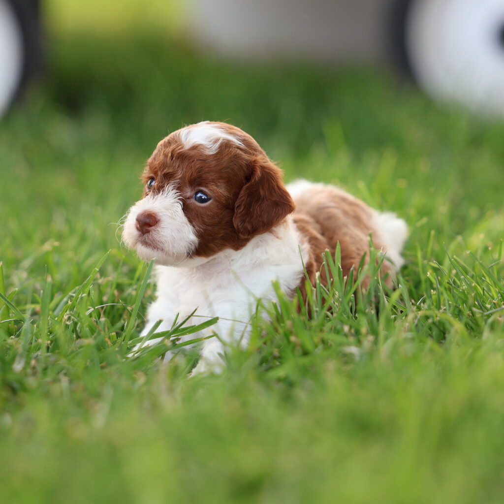 parti toy poodle