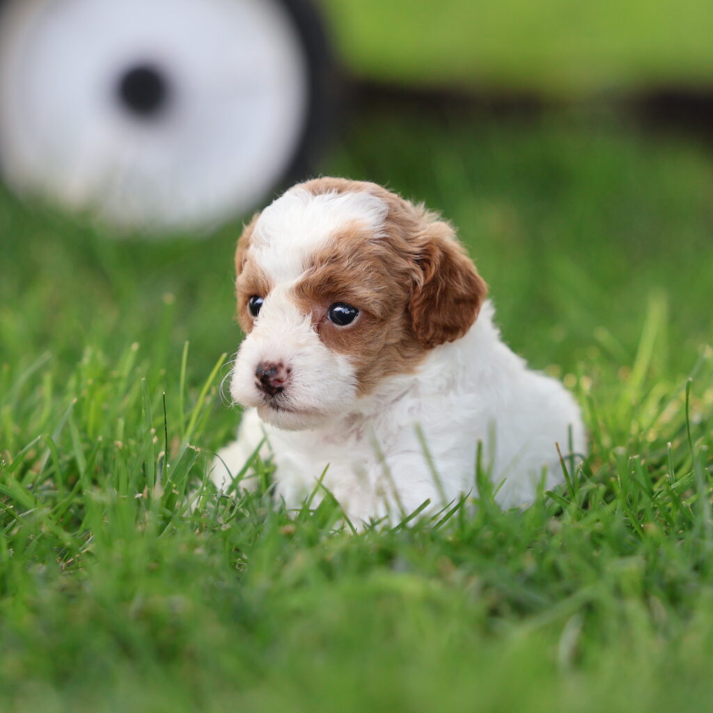 parti toy poodle