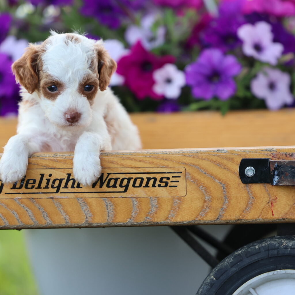 parti toy poodle