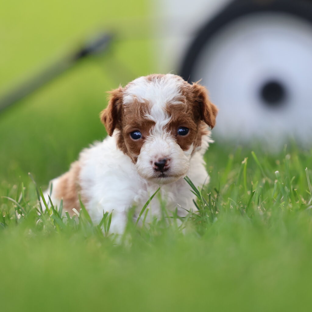 parti toy poodle