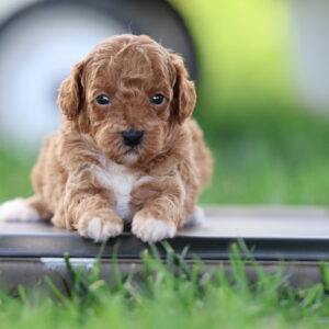 parti toy poodle