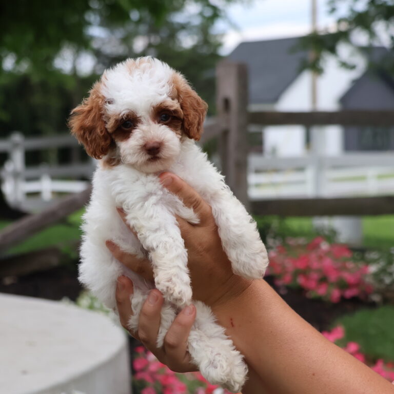 party poodle