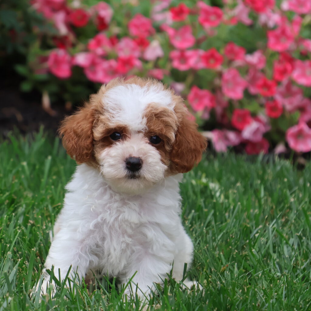 poodle puppy parti