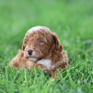 red poodle toy
