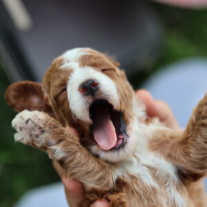 red poodle toy for sale