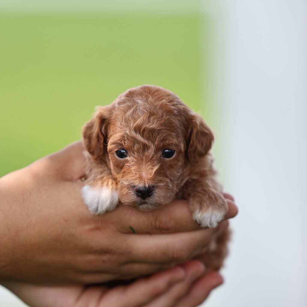 red poodle toy for sale