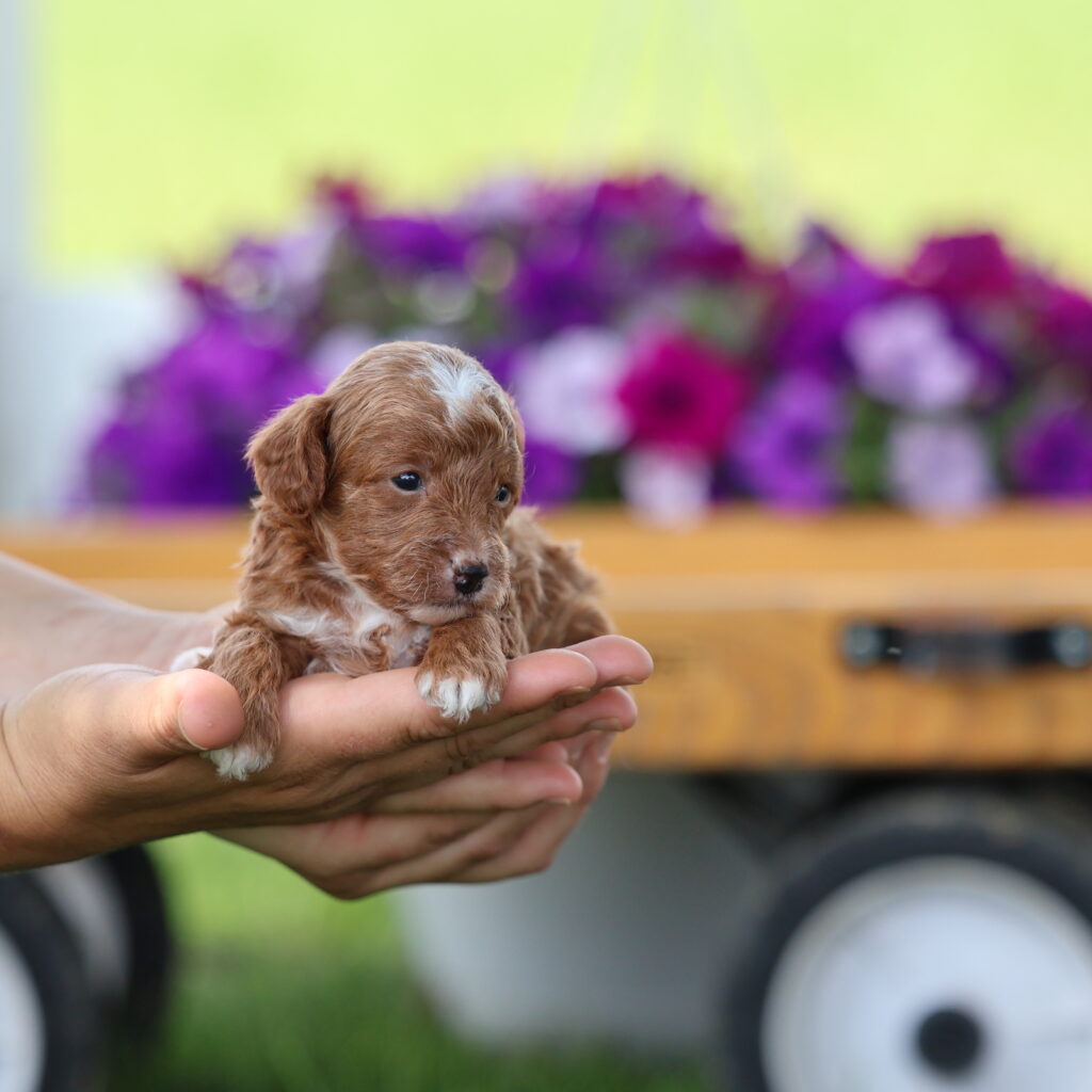 red toy poodle