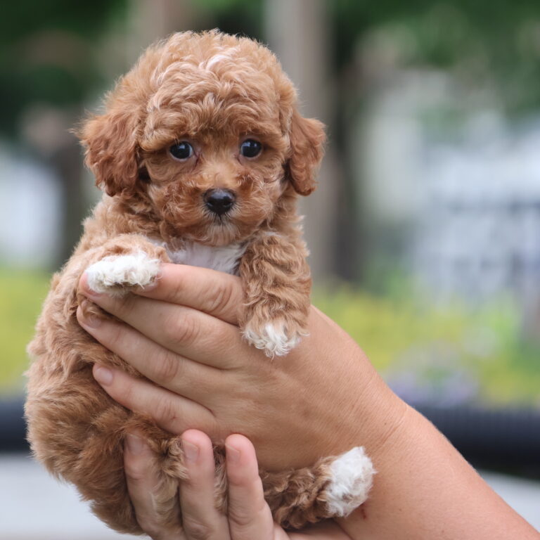 red toy poodle