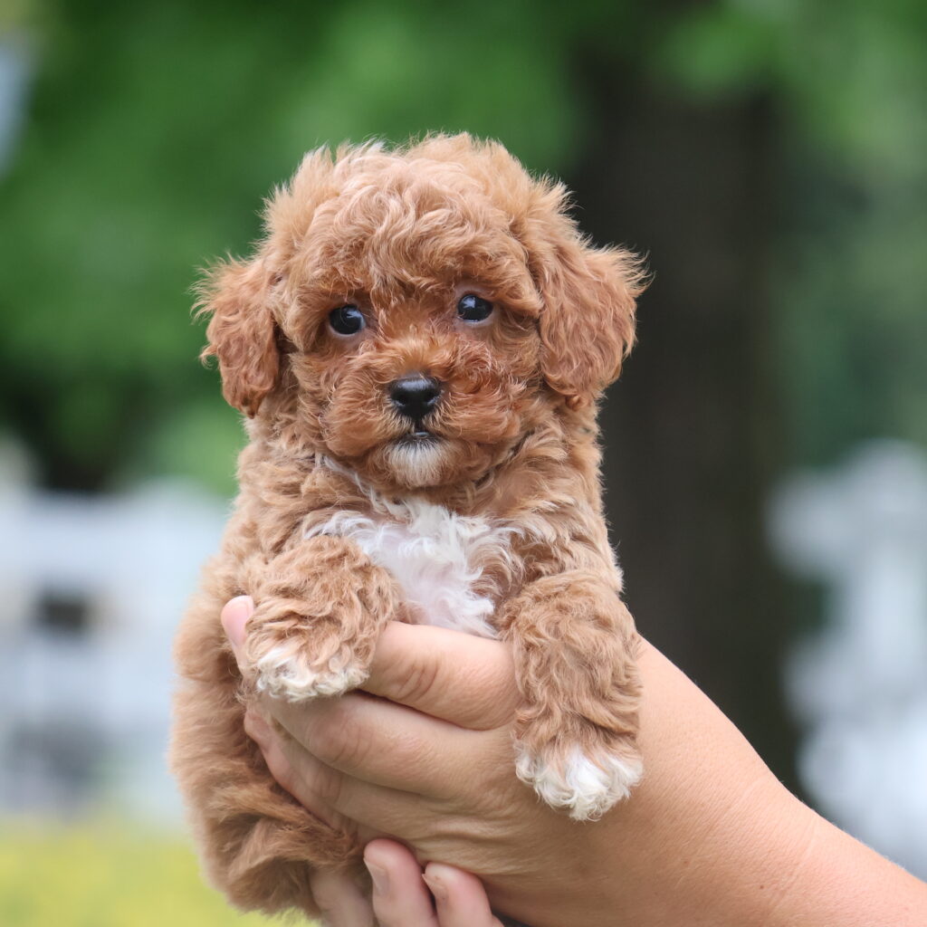 red toy poodle