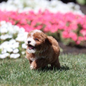 red toy poodle