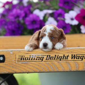 red toy poodle for sale