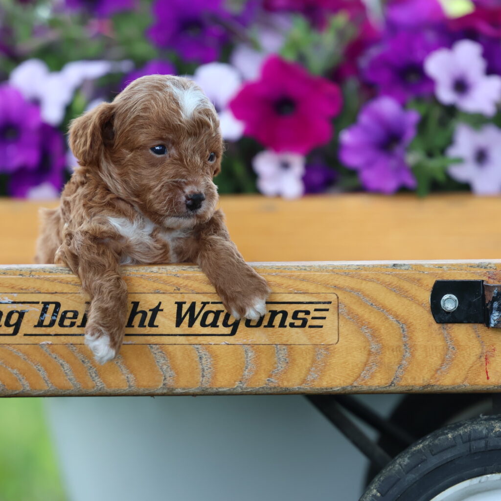 red toy poodle for sale
