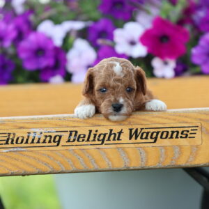 red toy poodle for sale