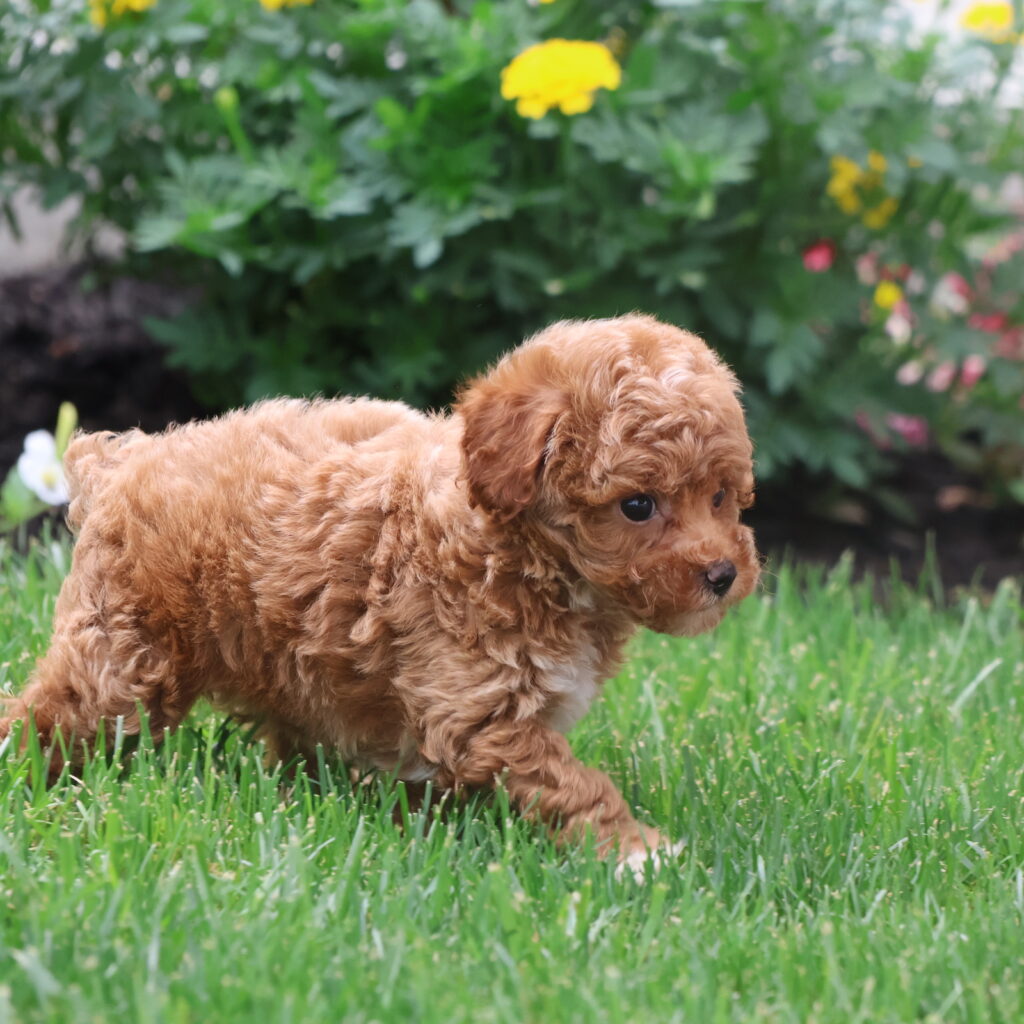 red toy poodle for sale