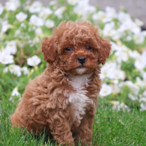 red toy poodle for sale