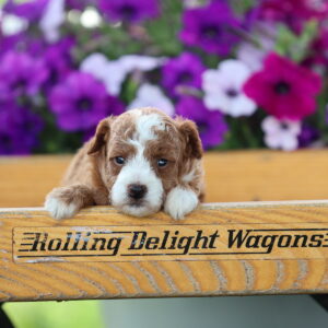 red toy poodle puppies