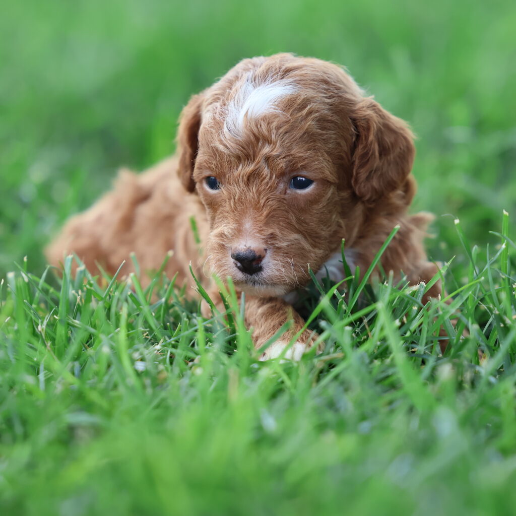 red toy poodle puppies