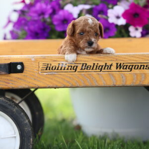 red toy poodle puppies