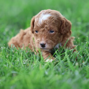 red toy poodle puppies