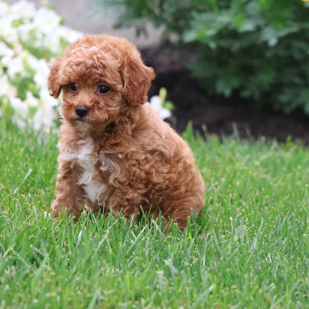 red toy poodle puppies